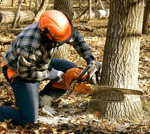 Tree Removal in South Bethlehem, NY